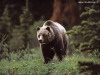 miniatura_Animals_Bear_03 copia
